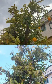 کود کامل باغچه برای انواع درختان