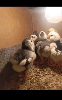 1500میدم به گارگر