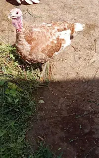 بوقلمون تخم گذار