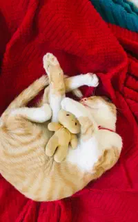 گربه پنج ماهه DSH