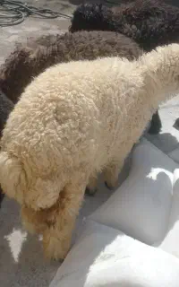 ۵عددبره ای درجه یک برای پروار دونه ۲۳۸۰۰مقطوع
