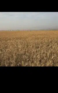 فروش جو محلی