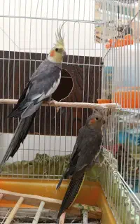 جفت عروس هلندی