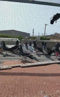 چند عدد کبوتر پرشی آماده پرش