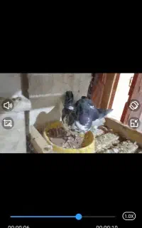 کبوتر چپ