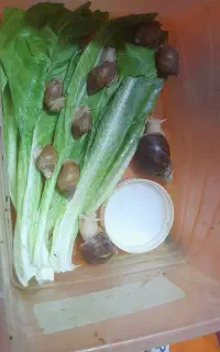 حلزون البینو
