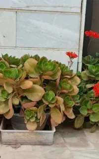 گل و گیاه حراج