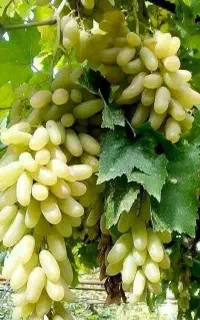 بهترین نهال رقم انگور مناسب تازه خوری