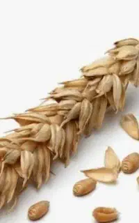 گندم  بزری آناتولی