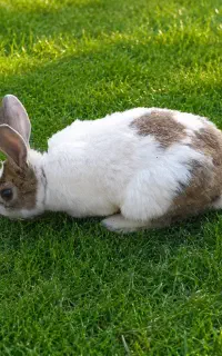 ۲ خرگوش نر