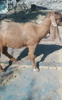 کره پاکستانی