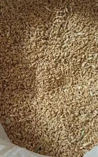 گندم فروشی لارستان