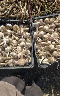 سیر خشک
