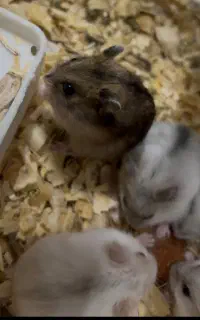 همستر نر و ماده کمپل