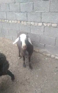 بره