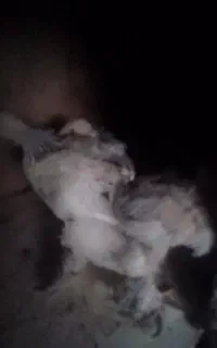 جوجه برهما لایت اصل رومانی