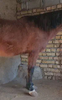 اسب نژاد دره شوری سن ۴به۵ سواری دار آروم