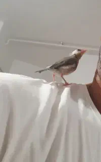 فنچ نرگسی  سرلاکی و طوطی عروس سرلاکی