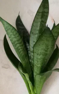 گل سانسوریا