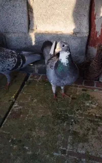 کبوتر مسافتی