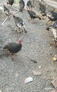 بوقلمون