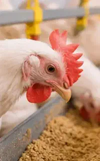 کارگر مرغداری شهر صومعه سرا