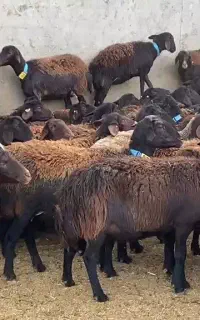 فروش گله گوسفند