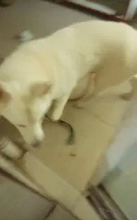 سگ ژرمن