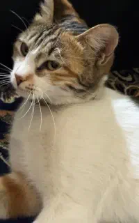 این گربه پیدا شده