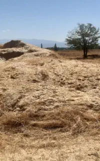 کاه درجه یک گندم