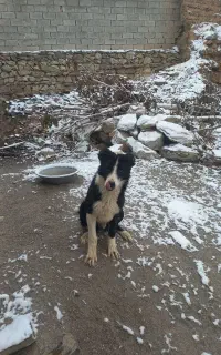 توله نر معاوضه