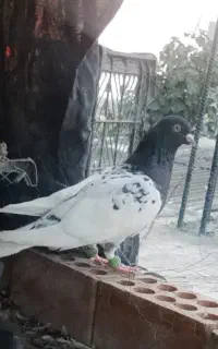 کبوتر عاص مفت