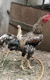 خروس لاری کردکوی