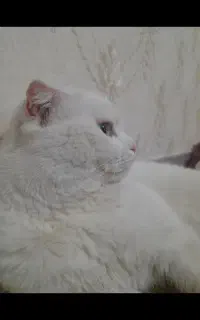 گربه نر