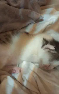 واگذاری گربه