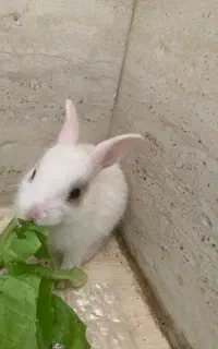 خرگوش