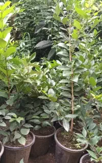یوکا.پالم واشنگتن.یاس