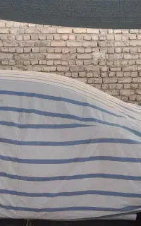 شاهین سال صفر