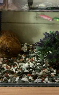 اکواریوم با لوازم فایتر