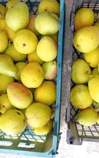 گلابی