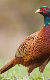 گمشدن خروس قرقاوول آمریکایی