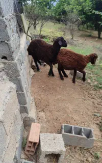 بره قوچ هترو