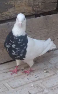 کبوتر‌نر‌زرین‌گمشده