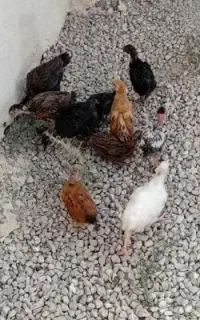 جوجه محلی اصل اصل