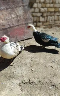 اردک جوان دو ساله