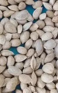 بادام تلخ