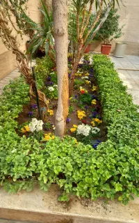 خدمات باغبانی وسم پاشی گیاهان آپارتمانی و باغچه