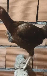 جوجه مرغ لاری نزدیک تخم