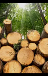 خریدار فروش چوب صنوبرنقد
