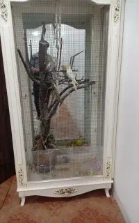 بوفه برای قفس پرنده